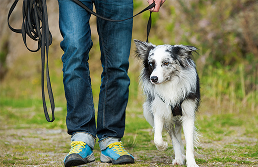 Profitez des balades avec votre chien en toute srnit. 